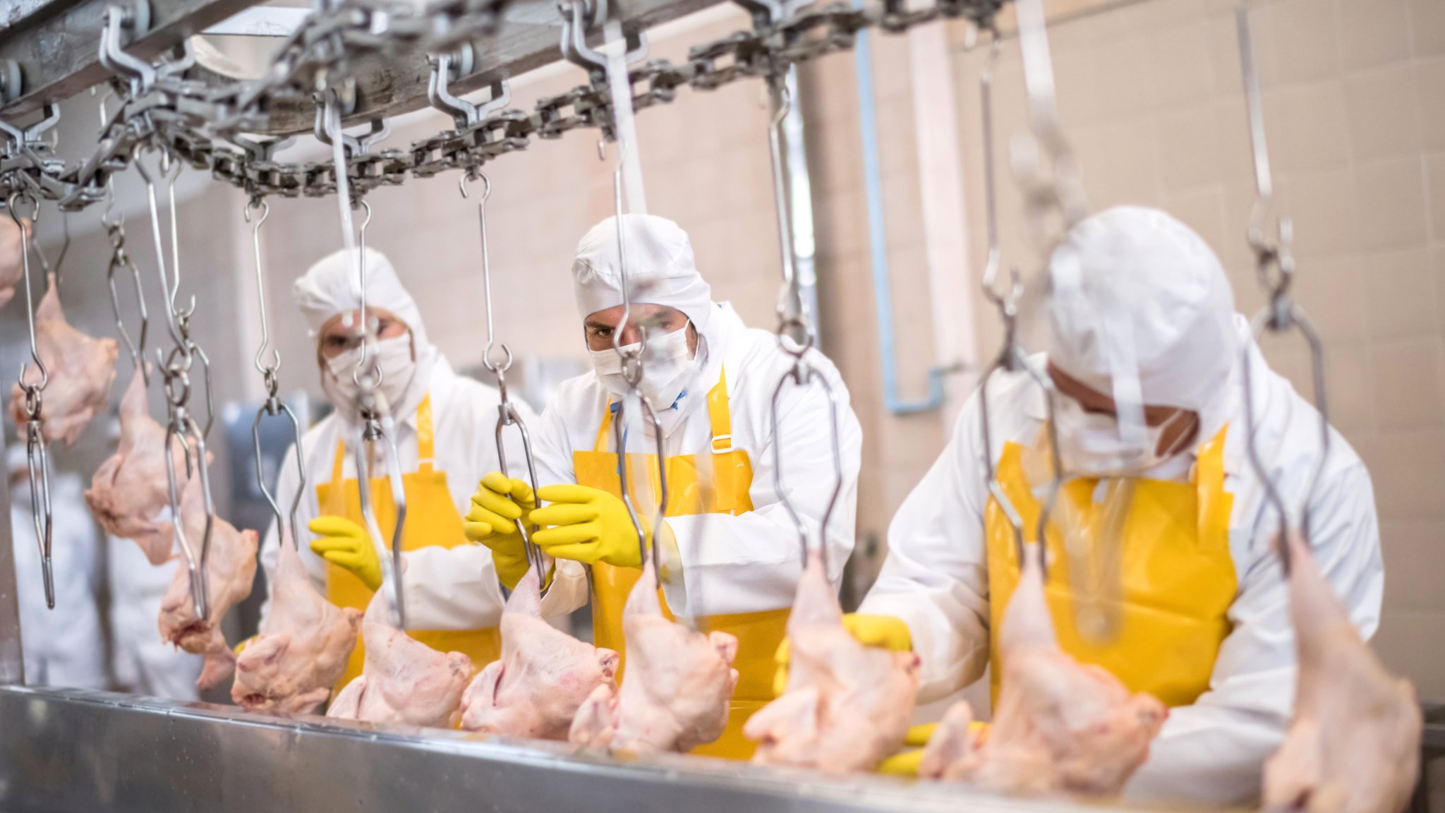 Line speed and safety in the poultry processing industry