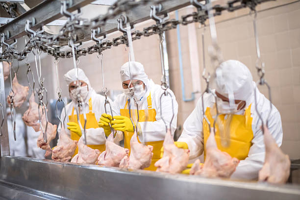 You are currently viewing Line speed and safety in the poultry processing industry