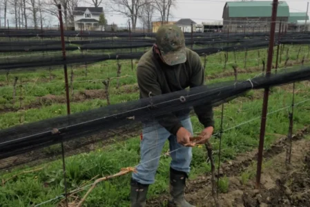 Vineyard workers face injury risks on the job